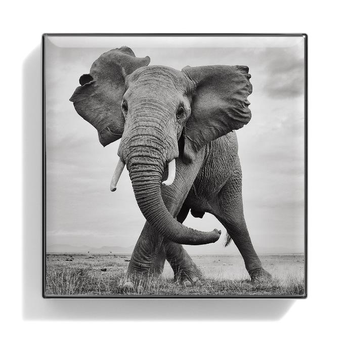 シャンテカイユ Chantecaille レディース ルミネッセント アイシェード# ELEPHANT (シマ― ト―プグレイ) 656509172047